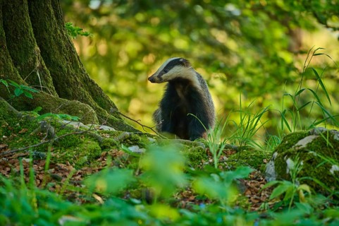 A badger in the forest near a tree-covered, moss-rich patch of ground, European badger (Meles