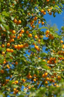 Yellow plum, mirabelle, Prunus domestica subsp. syriaca, rosaceae, rose plants, flora, high size,