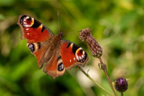 Close-up of a bright red peacock butterfly (Aglais io), Germany