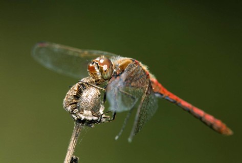 Common hogweed, Sympetrum vulgatum, vagrant darter, anisoptera, damselflies, dragonflies, insects,