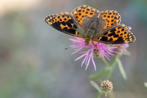 Aberration, argynnis lathonia, issoria lathonia, small mother-of-pearl butterfly, queen of Spain
