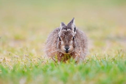 European hare (Lepus europaeus), young animal sitting in a meadow, North Rhine-Westphalia, Germany