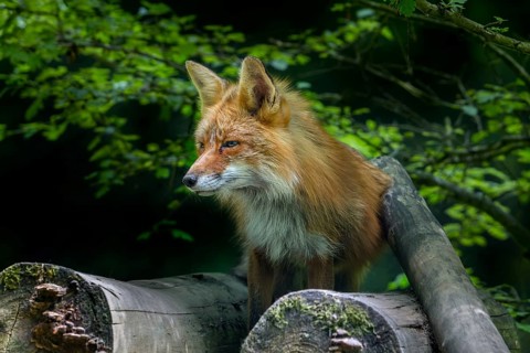 Red fox (Vulpes vulpes) standing on woodpile, pile of firewood at edge of forest at dusk