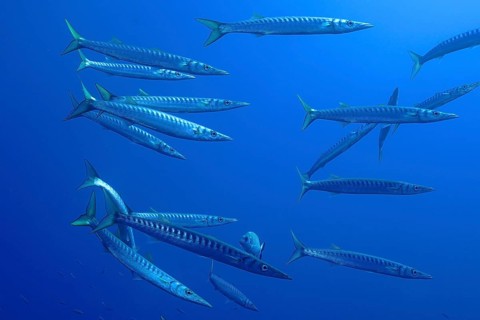 A school of barracudas (Sphyraena sphyraena) swimming gracefully in the blue ocean, dive site: