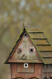 House sparrow (Passer domesticus) adult birds at a communial nest box, England, United Kingdom