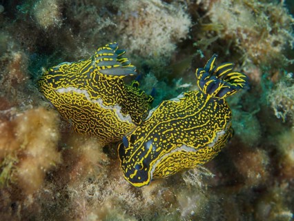 Two striking nudibranchs, yellow-purple star nudibranchs (Felimare picta), moving across a reef at