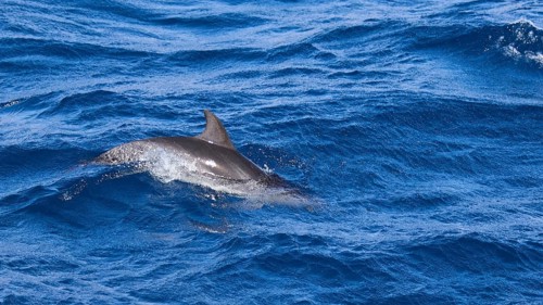 A dolphin (Delphinidae) swims just below the surface of the sea, whale watching boat tour, whale