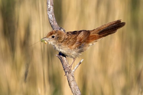 Spinifexbird (Megalurus carteri) with insect prey, Western Australia, Australia
