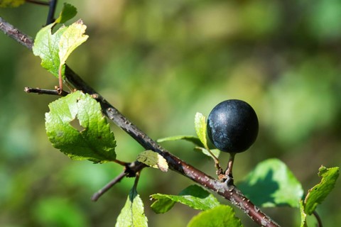 German acacia, hedthorn, Prunus spinosa, rosaceae, rose family, sour plum, sloe, blackthorn,