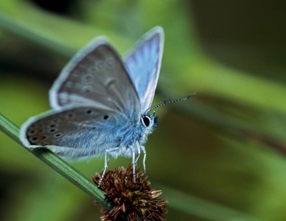 Amanda's blue, polyommatus amandus, magnificent blue, bird wit blue, butterfly, insects, leo, male,