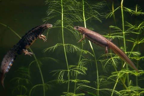 Lissotriton vulgaris, smooth newt, triturus vulgaris, amphibians, amphibians, female, amphibians,