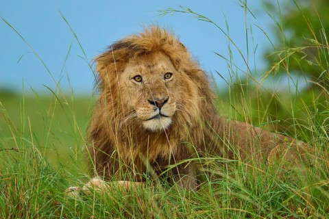 A lion lies peacefully in the grass of the vast savannah beneath a blue sky, lion (Panthera leo),