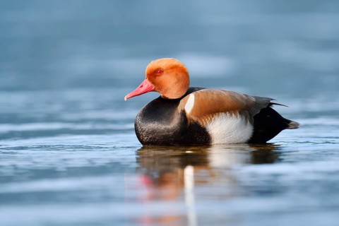 Red-crested Pochard (Netta rufina), a drake swimming on Lake Constance, Baden-Württemberg, Germany