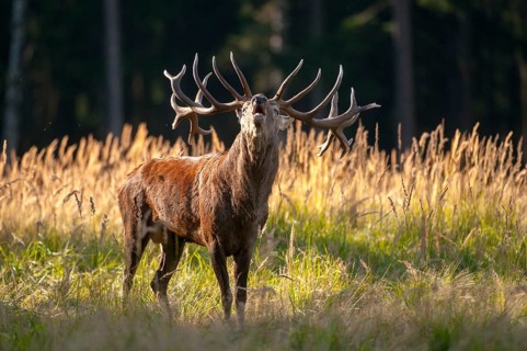 Artiodactyla, Cervus Elaphus, even-toed ungulate, cloven-hoofed, red deer, red deer, rutting, deer,