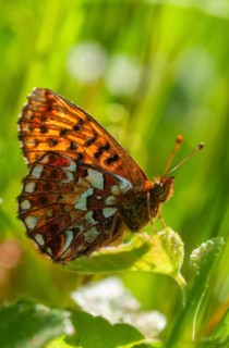 Boloria aquilonaris, cranberry fritillary, high-moor mother-of-pearl butterfly, cranberry moth,