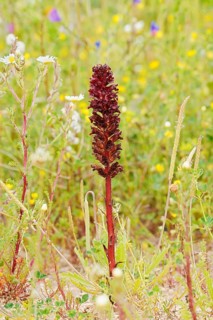 Summer orchid (Orobanche foetida), inflorescence, Algarve Portugal