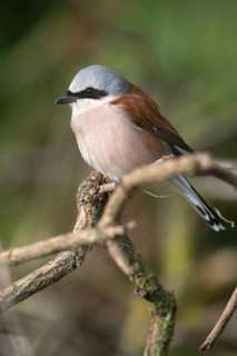 Lanius Collurio, red-backed shrike, redback shrike, birds, high size, portrait format, male,