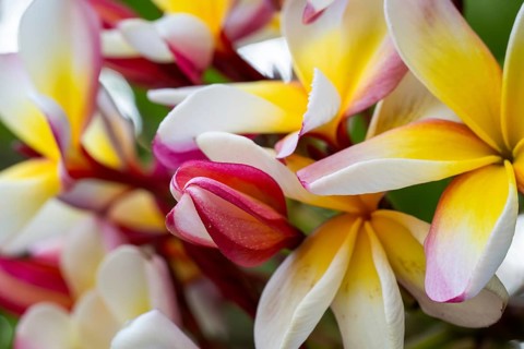 Frangipani blossoms, wax flower, Flor de Cebo or temple tree (Plumeria), Palermo Botanical Garden
