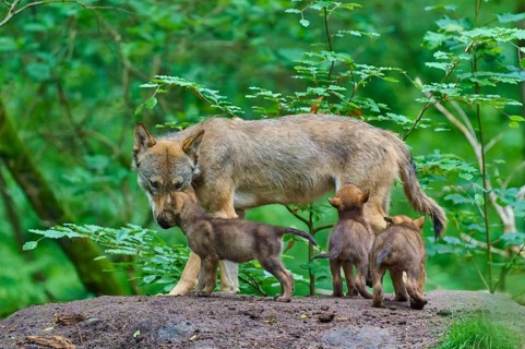 An adult wolf looks after its pups in a lush forest, Wolf (Canis lupus), Germany