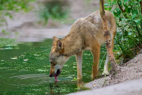 A wolf drinks from a green pond in a woodland setting, summer, wolf (Canis lupus), Germany