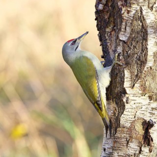 Grey-headed Woodpecker (Picus canus), a male perched on the trunk of a grey birch (Betula