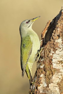 Grey-headed woodpecker (Picus canus), a male perched on the trunk of a grey birch (Betula