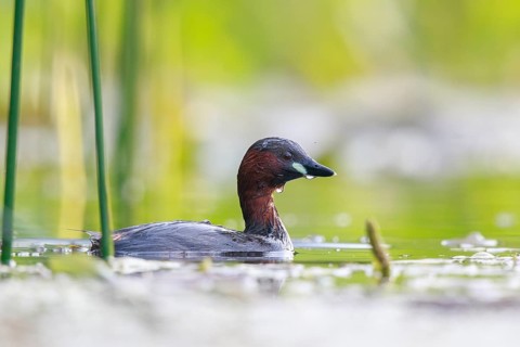 Little Grebe (Tachybaptus ruficollis), North Rhine-Westphalia, Germany