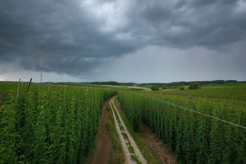 Horizontal wide-angle view of a dirt path winding through green hop fields under a dark, dramatic