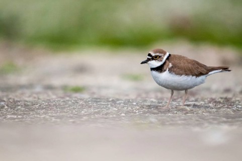 Charadrius dubius, plover, little ringed plover, birds, charadriiformes, limikolen, plower, plover,