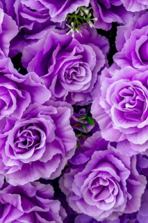 Artificial roses, Pattaya, Thailand