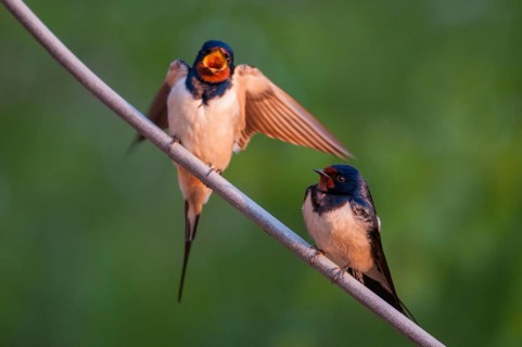 Hirundo rustica, house martin, barn swallow, birds, female, song, male, passeri, swallows, singing,