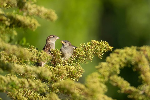 House sparrow (Passer domesticus) adult female parent and juvenile bird on a garden Pyracantha
