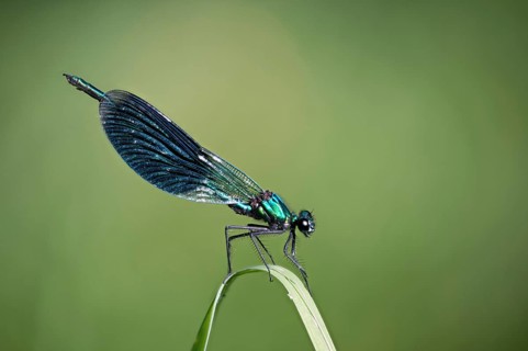 Banded demoiselles, calopteryx splendens, banded dragonflies, dragonflies, insects, dragonflies,