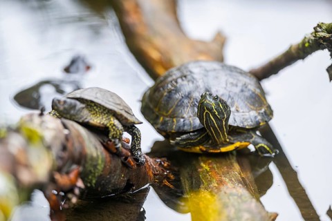 European pond turtle (Emys orbicularis) next to a little pond on a wood, Bavaria, Gernany