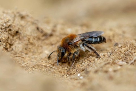 Andrena cf. scotica, Andrena scotica, andrenidae, chocolate mining bee, chocolate mining bee,
