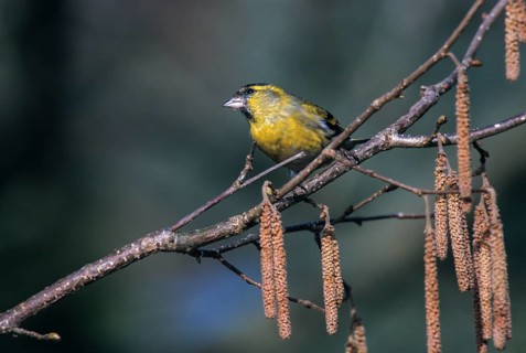Carduelis spinus, siskin, spinus spinus, siskin, birds, spring, male, passeri, songbirds,