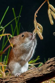Bank vole, Clethrionomys glareolus, myodes glareolus, rodents, rodentia, rubella, wood vole, high