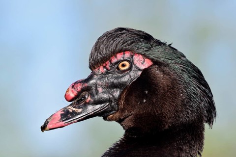 Muscovy duck (Cairina moschata), drake, portrait, North Rhine-Westphalia, Germany