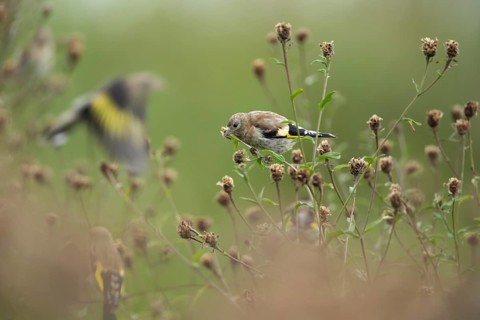 European goldfinch (Carduelis carduelis) juvenile bird on the stem of a Knapweed plant with seed