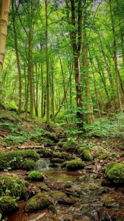 A rippling stream meanders through a lush forest with moss, hiking in spring, Bad Blankenburg,