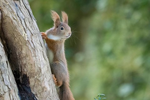 A squirrel (Sciurus vulgaris) attentively climbing a large tree in the countryside, Hesse, Germany