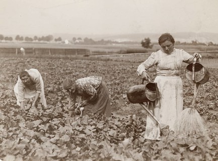 Bavaria, field work, radish, woman working in a field, watering and harvesting plants, Philipp