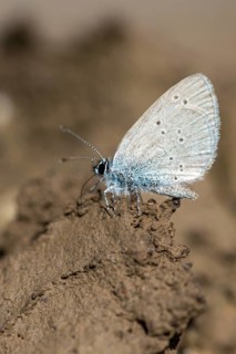 Cupid minimus, little blue, dwarf blue, butterfly, high size, portrait format, insects, butterfly,