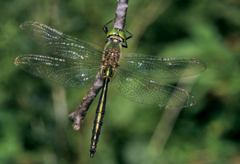 Brilliant emerald, shiny emerald dragonfly, somatochlora metallica, anisoptera, damselflies,