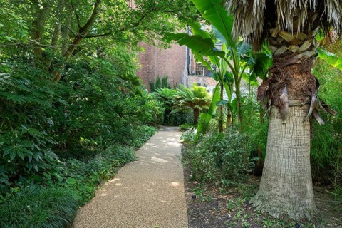 Narrow path leads past palm trees and trees, Chelsea Physic Garden, historic botanical garden,
