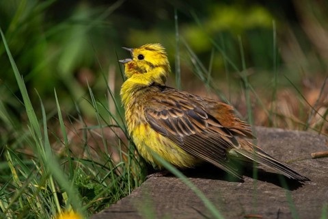 Emberiza Citrinella, Yellowhammer, Yellowhammer, Bath, Birds, Male, Passeri, Songbirds, Songbirds,