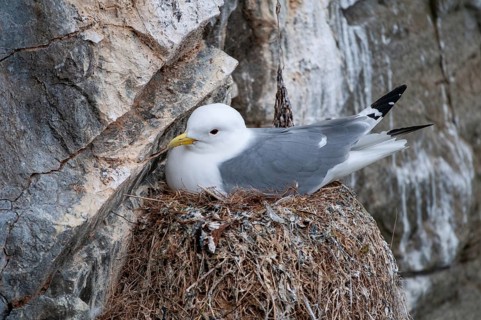Black-legged Kittiwake, Black-legged Kittiwake, Norway, Rissa Tridactyla, Varanger, Birds,