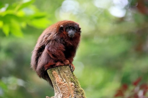 Coppery titi (Plecturocebus cupreus, syn.: Callicebus cupreus), adult, alert, sitting, tree trunk,