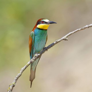 European bee-eater (Merops apiaster) perched on a branch, Lake Neusiedl, Burgenland, Austria