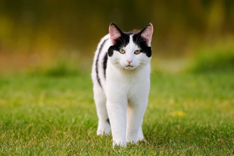 Domestic cat standing in a meadow, North Rhine-Westphalia, Germany